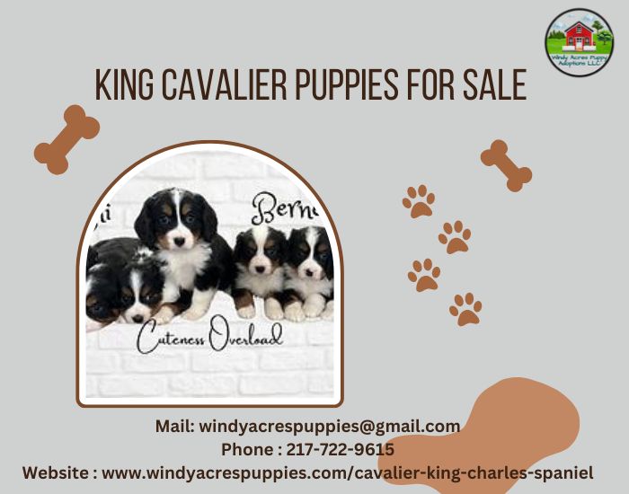 King Cavalier Puppies For Sale